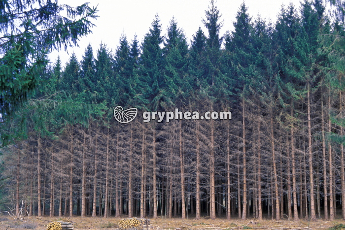 Epiceas en sylviculture - gryphea.org